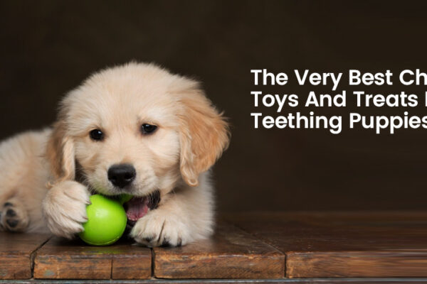 dog toys