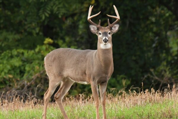 Trophy WhiteTail Hunts