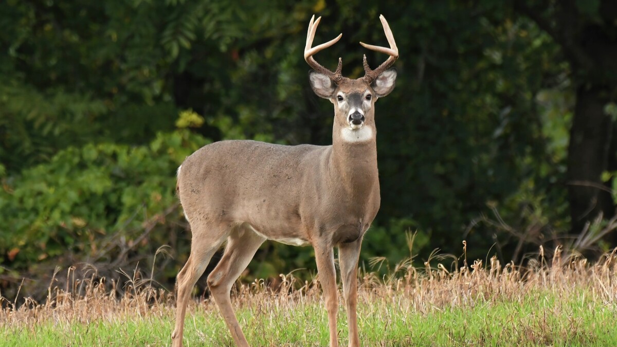 Trophy WhiteTail Hunts