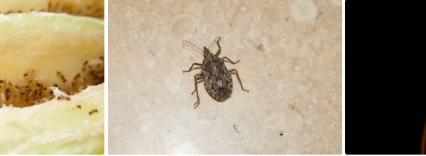 Home Pest Control