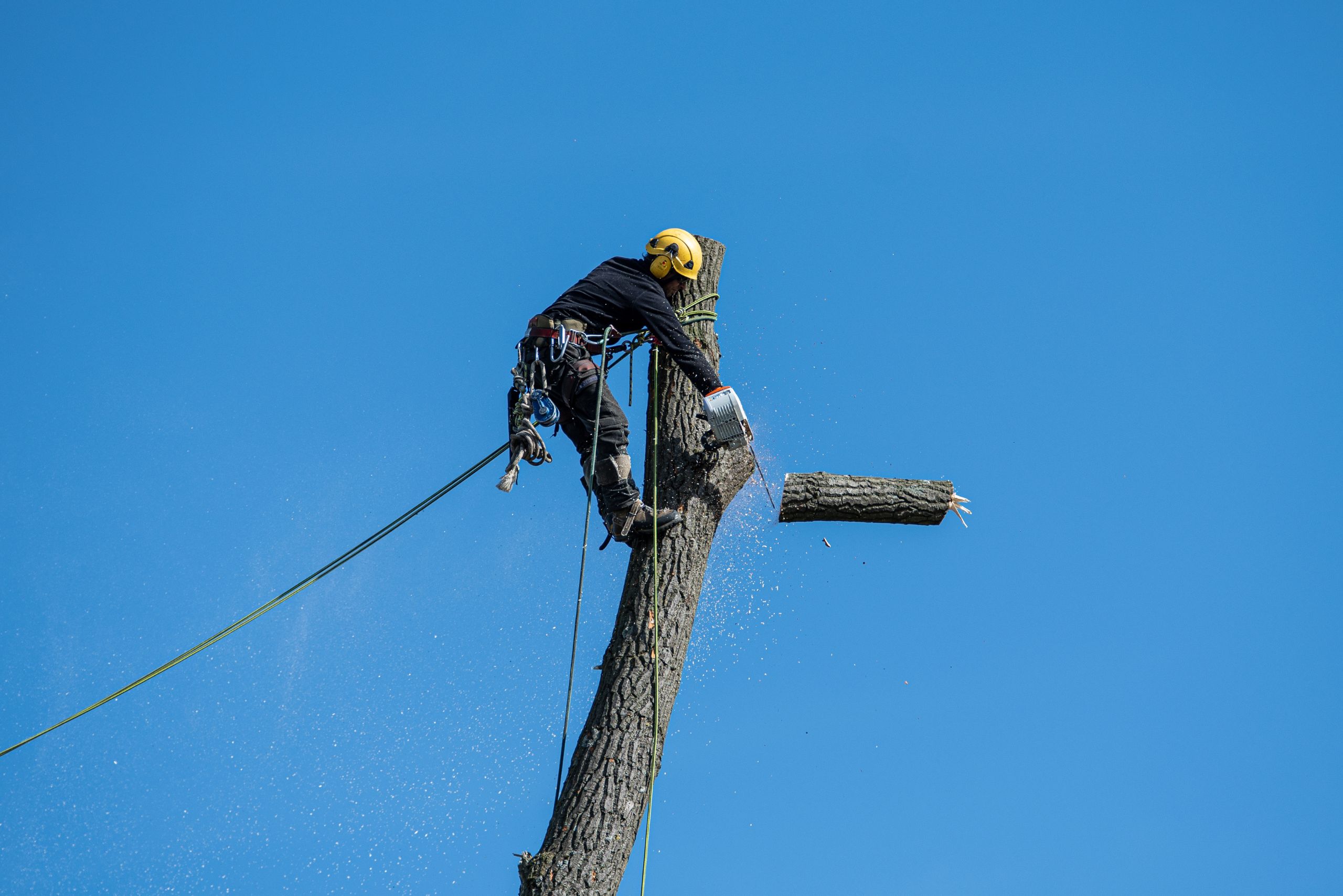 tree removal geelong
