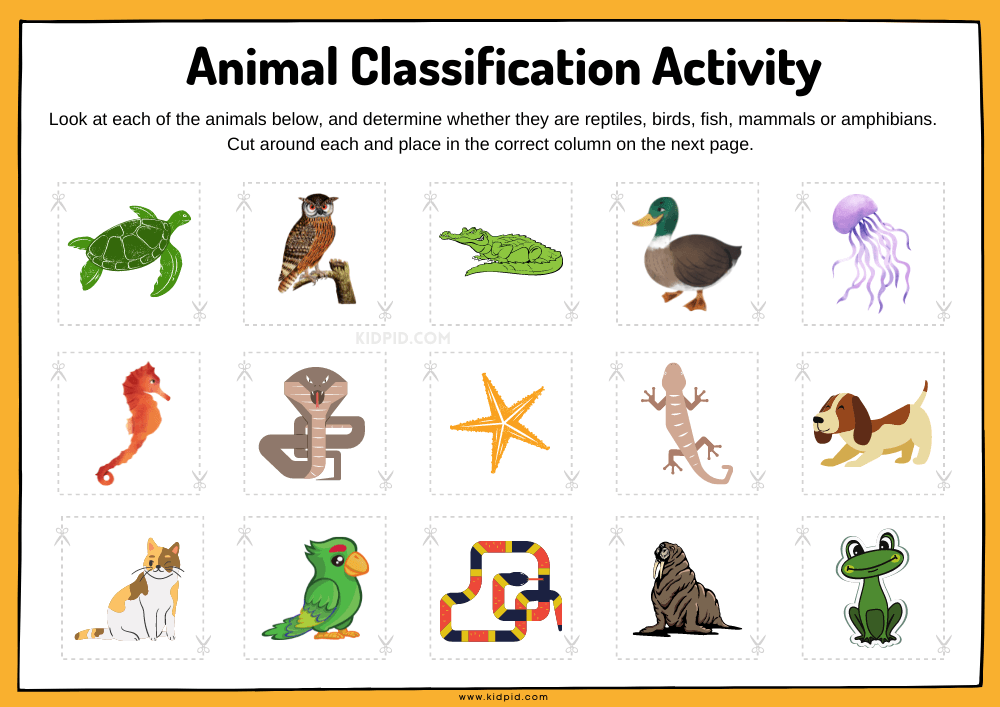 Importance of Understanding Animal Classifications